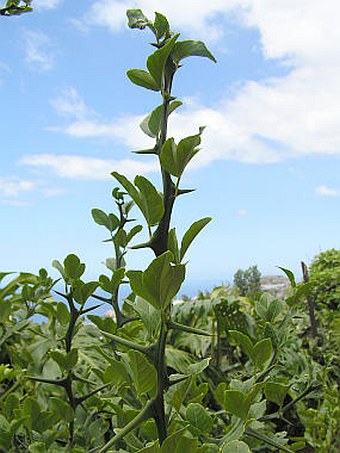 Poncirus trifoliata