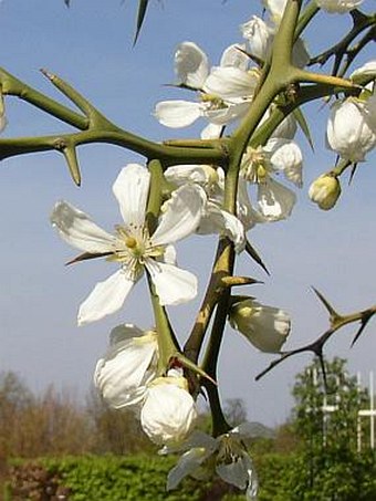 Poncirus trifoliata