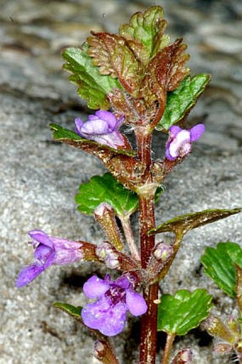 Glechoma hederacea