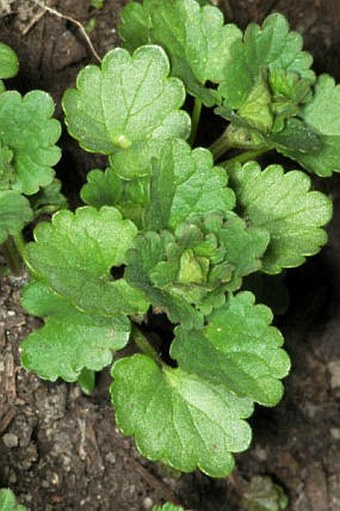 Glechoma hederacea