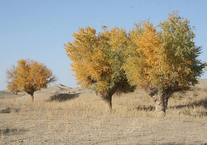 Populus euphratica
