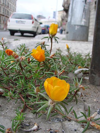 Portulaca grandiflora