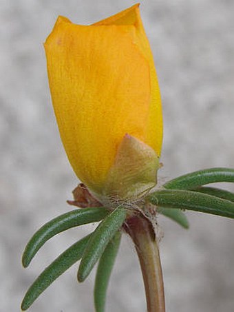 Portulaca grandiflora