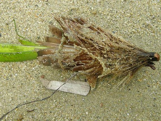 POSIDONIA OCEANICA (L.) Delile