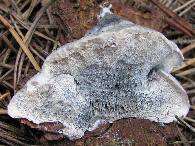 Postia caesia