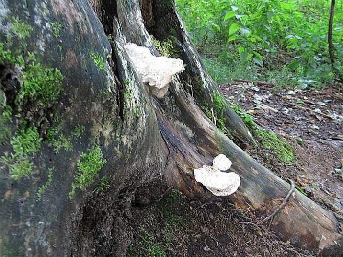 Postia guttulata