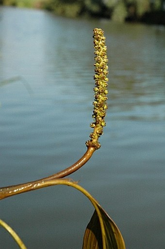 Potamogeton nodosus