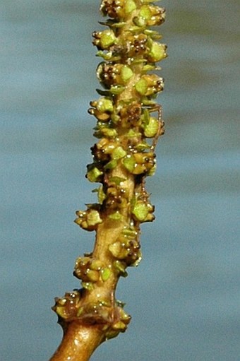 Potamogeton nodosus