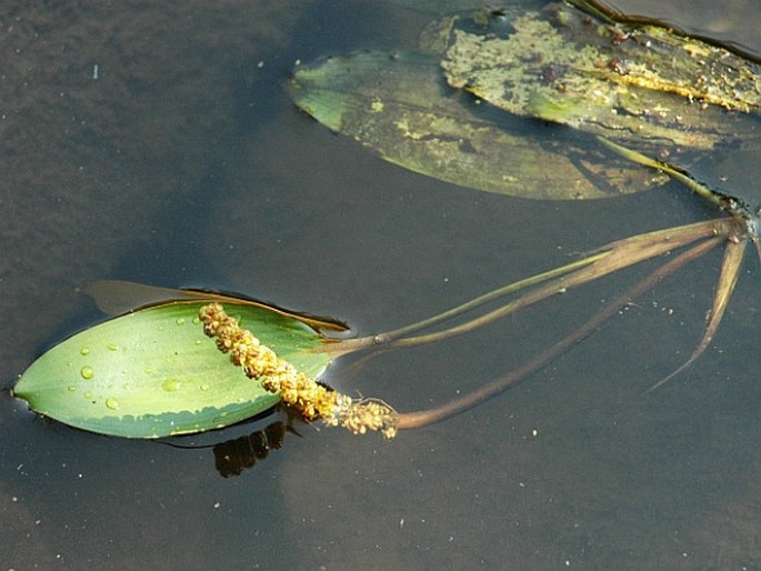 Potamogeton nodosus