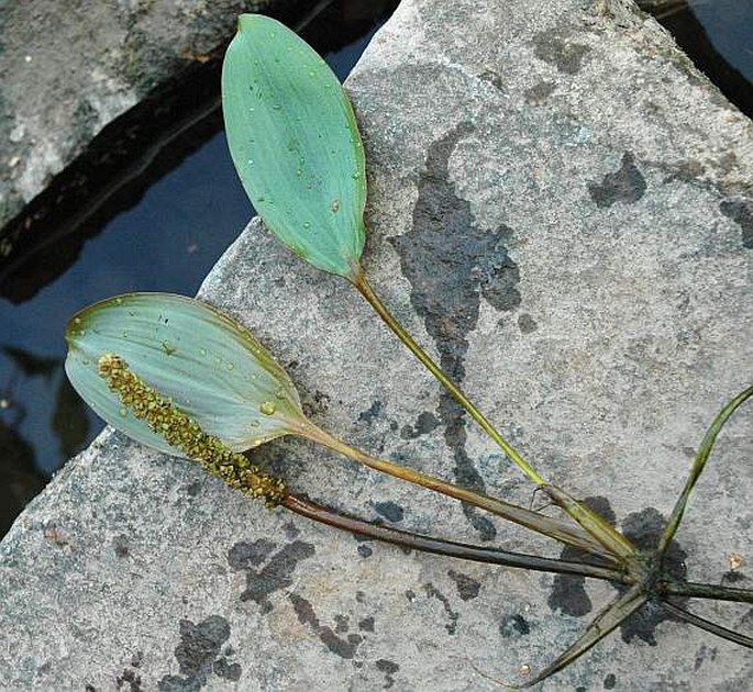 POTAMOGETON NODOSUS Poir. - rdest uzlinatý / červenavec uzlatý