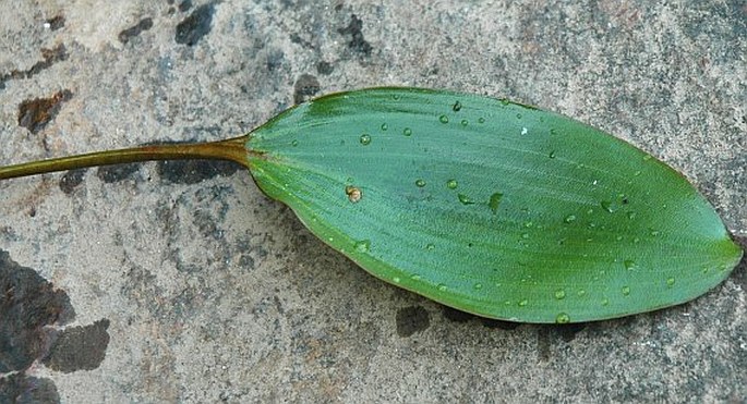 Potamogeton nodosus