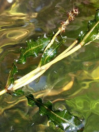 Potamogeton crispus