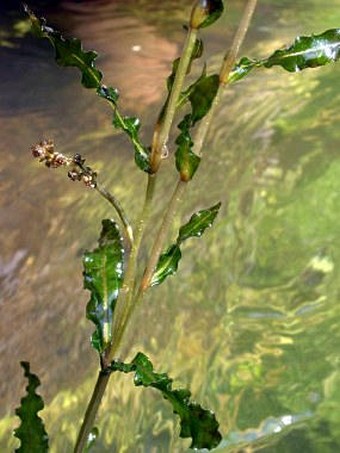 Potamogeton crispus