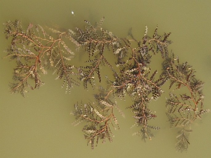 Potamogeton crispus