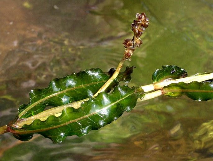 POTAMOGETON CRISPUS L. - rdest kadeřavý / červenavec kučeravý