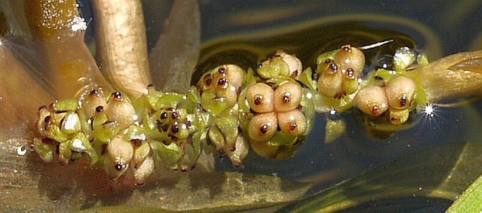 Potamogeton gramineus