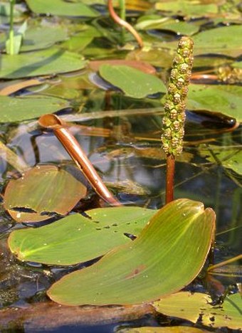 Potamogeton natans