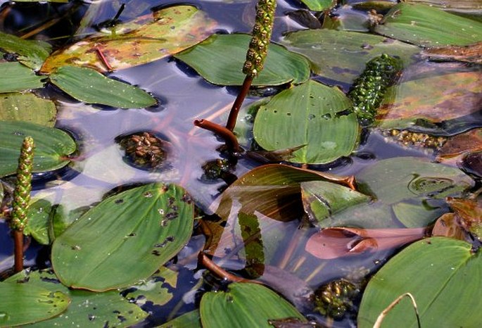 POTAMOGETON NATANS L. - rdest vzplývavý / červenavec plávajúci