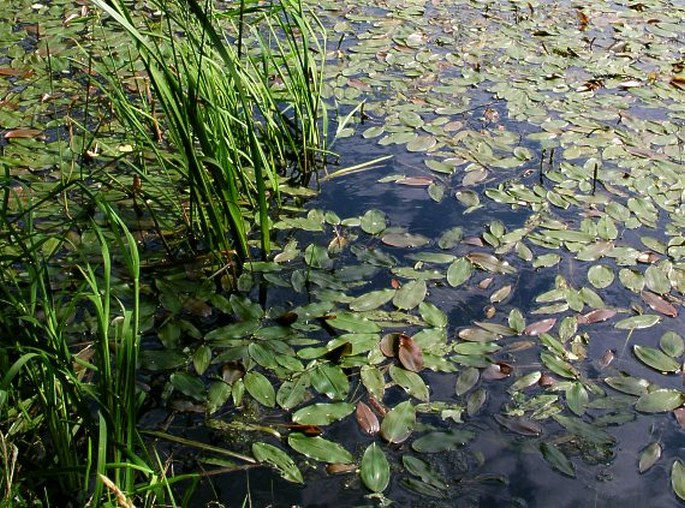 Potamogeton natans