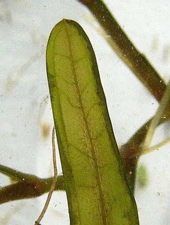 Potamogeton obtusifolius