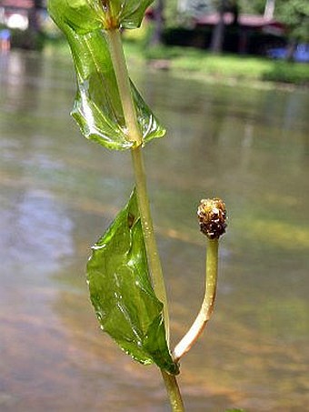 Potamogeton perfoliatus