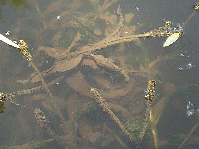 Potamogeton praelongus