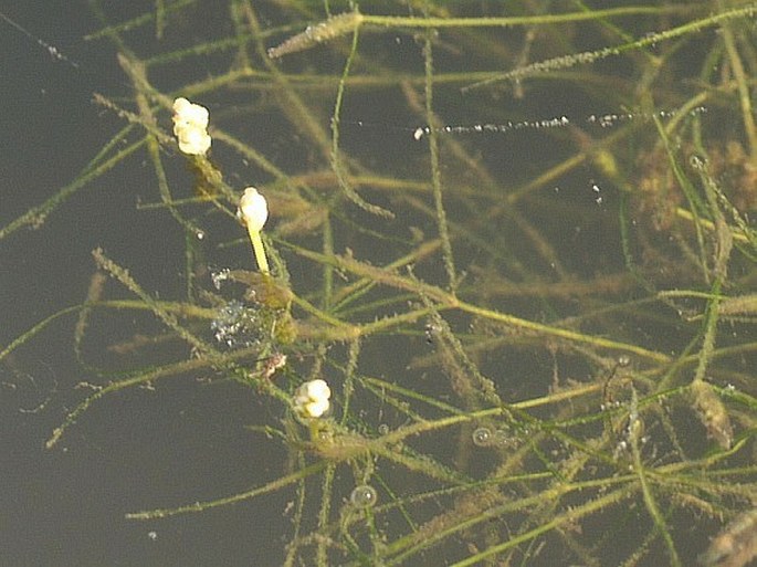 Potamogeton trichoides