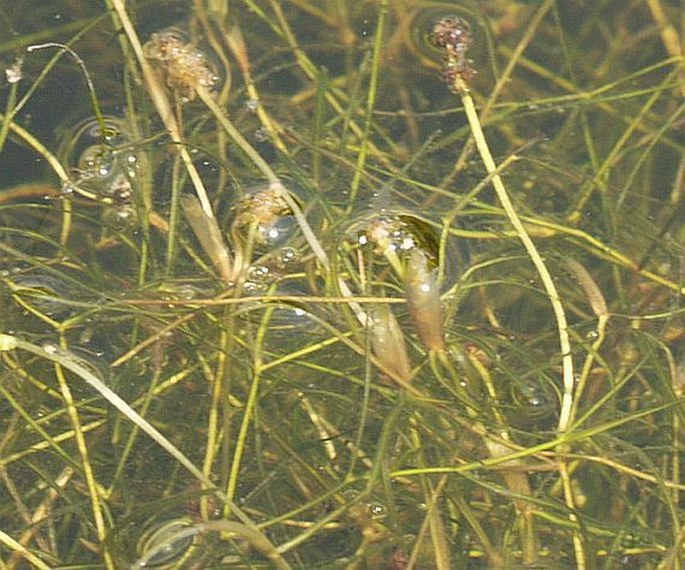 Potamogeton trichoides