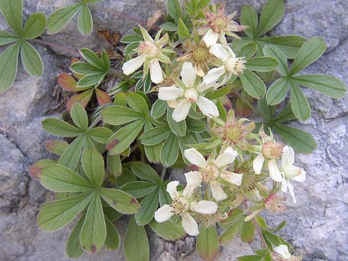 POTENTILLA CAULESCENS L. – mochna / nátržník