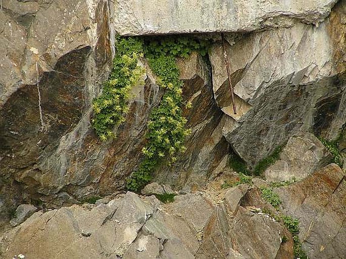 Potentilla nivalis