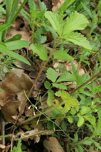 Potentilla rupestris