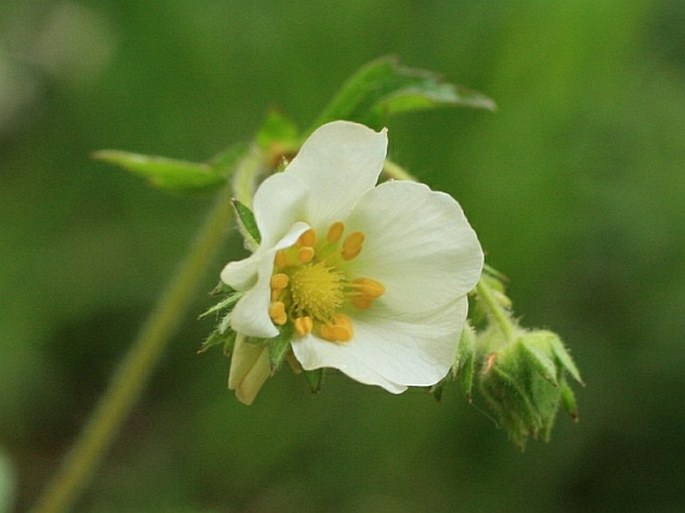 POTENTILLA RUPESTRIS L. – mochna skalní / nátržník skalný