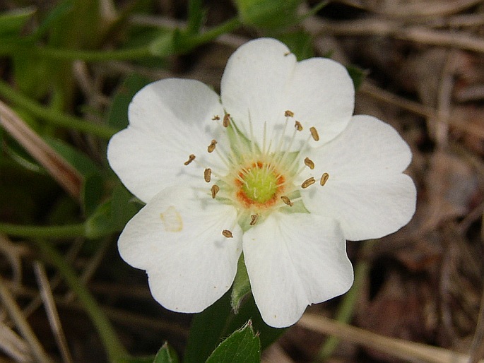 Potentilla alba