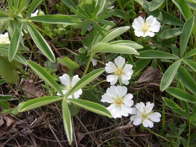 Potentilla alba