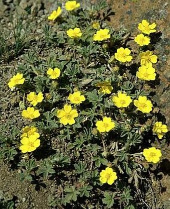 Potentilla incana