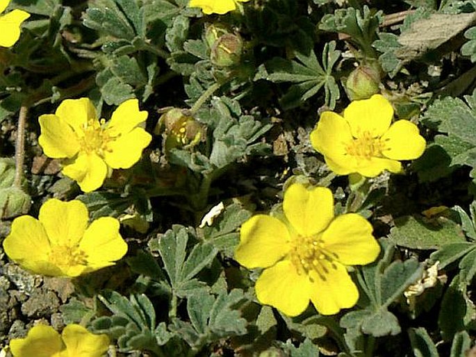 POTENTILLA ARENARIA Borkh. – mochna písečná / nátržník piesočný