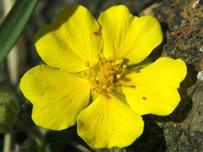 Potentilla incana