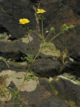 Potentilla argentea