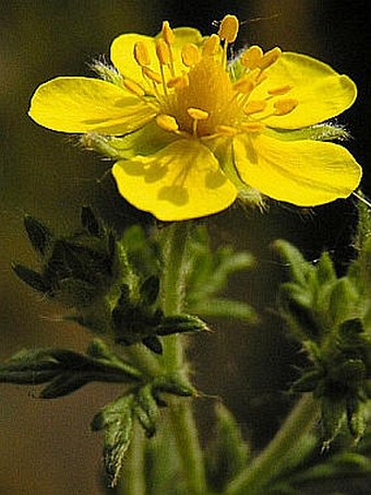 Potentilla argentea