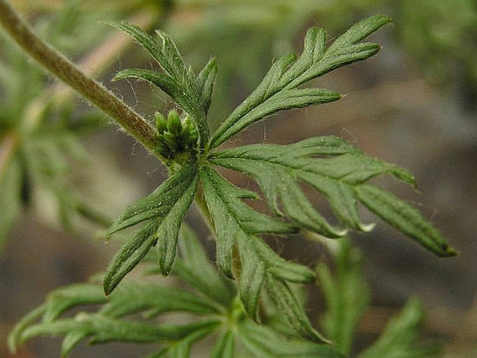 Potentilla argentea