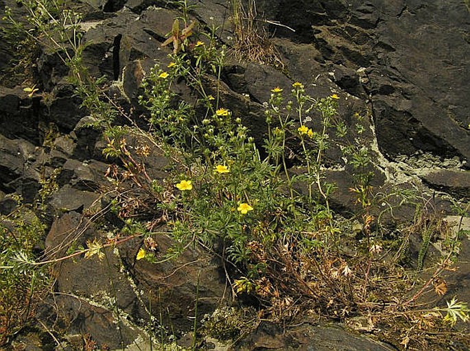 Potentilla argentea