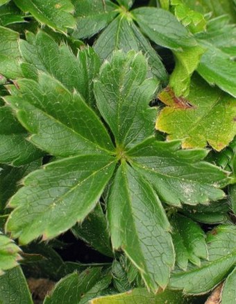 Potentilla aurea