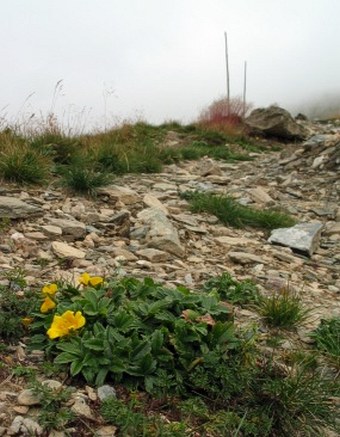 Potentilla aurea