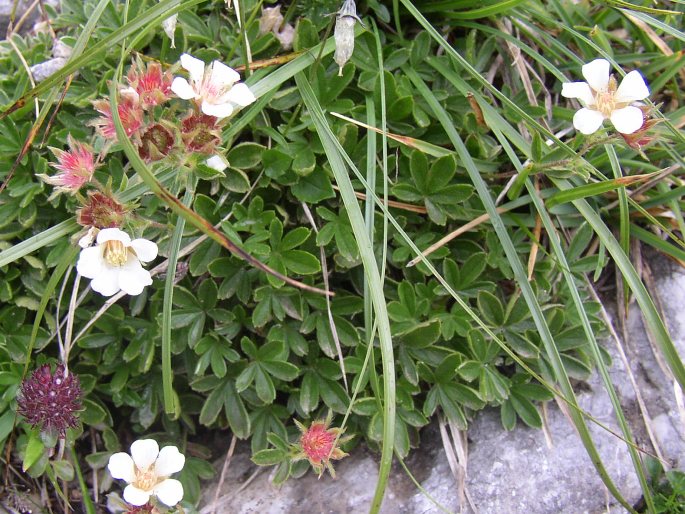 Potentilla clusiana