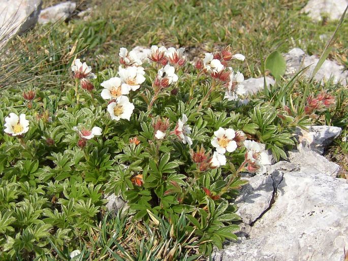 Potentilla clusiana