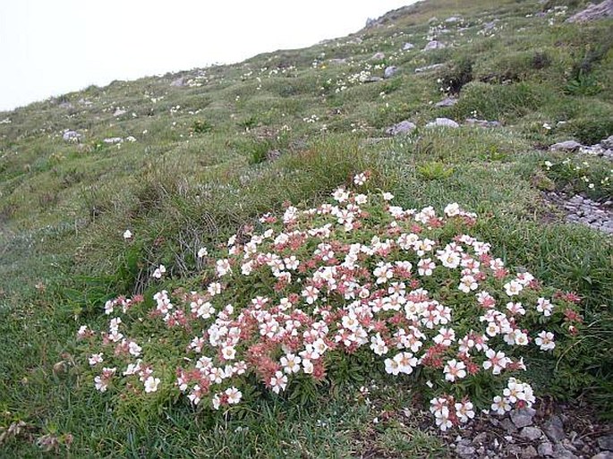 POTENTILLA CLUSIANA Jacq. – mochna Clusiova / nátržník Clusiov