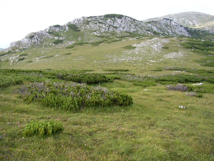 Potentilla clusiana