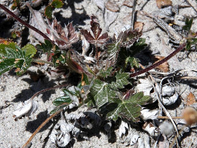 Potentilla nivea