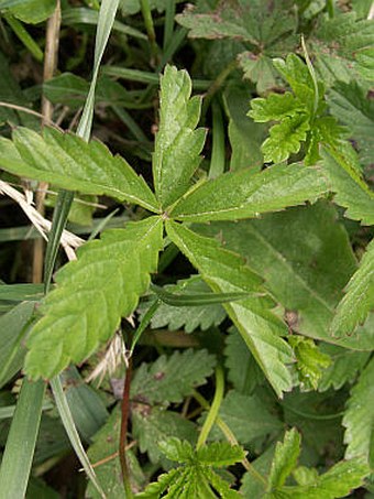 Potentilla reptans