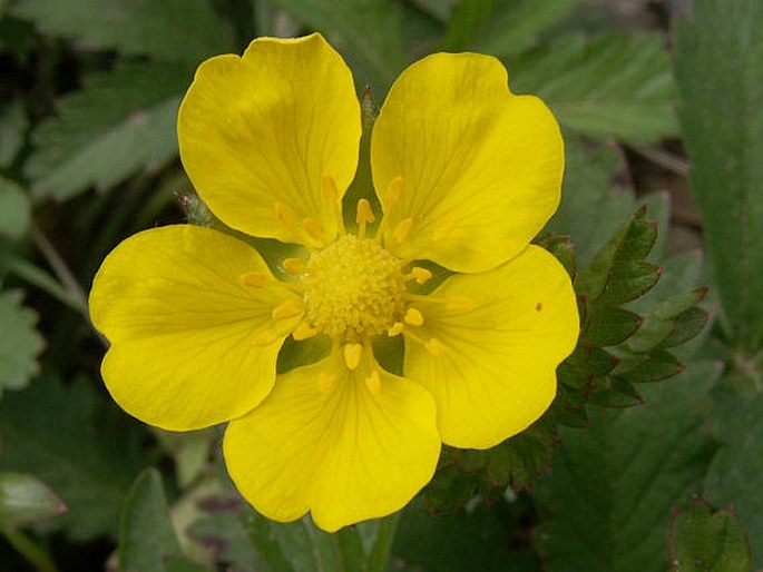 POTENTILLA REPTANS L. – mochna plazivá / nátržník plazivý